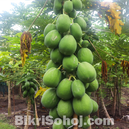 অরিজিনাল শাহী পেঁপে চারা - ৩ বছর প্রচুর পরিমাণে ফলন‌ দেয়